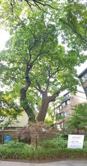 수령 500년 이상으로 추정하는 성수동 회화나무  ⓒ서성원